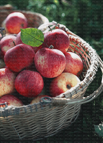 Apfelkorb - Gratis geanimeerde GIF