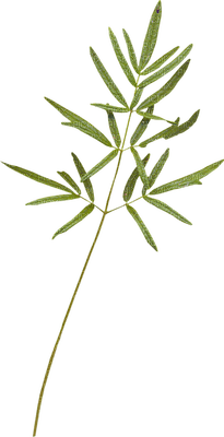 Kaz_Creations Green Deco Leaves Leafs Colours - 無料png