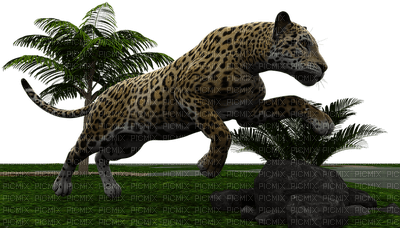 jaguaari, jaguar - PNG gratuit