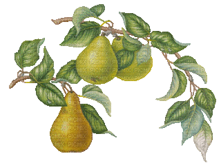 pears bp - Безплатен анимиран GIF