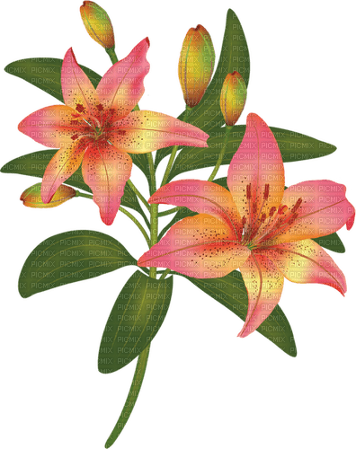 lilies by nataliplus - zadarmo png