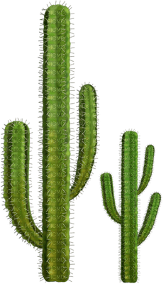 succulent plants bp - nemokama png