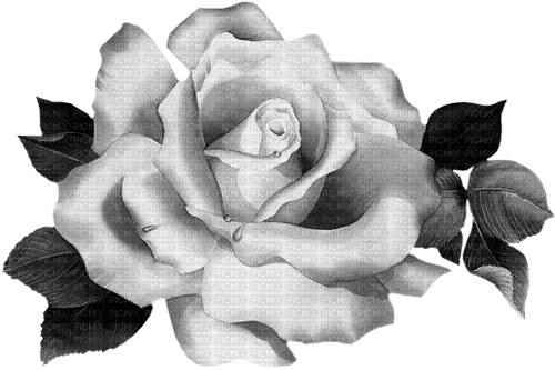 Fleur.Flower.white.Rose.Victoriabea - Free PNG