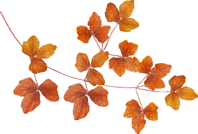 soave deco autumn leaves animated branch - Бесплатный анимированный гифка