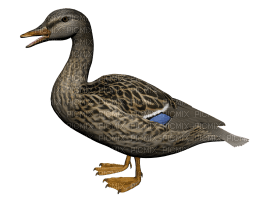 duck katrin - 免费PNG