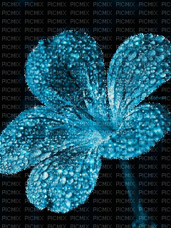 цветок - Δωρεάν κινούμενο GIF