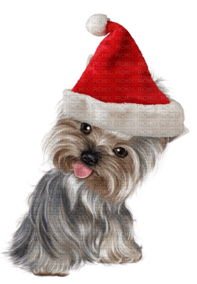 chien noel dog christmas - bezmaksas png
