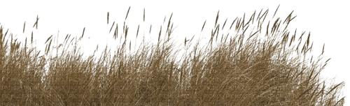 pale grass - Free PNG