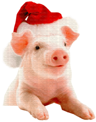 cochon - δωρεάν png
