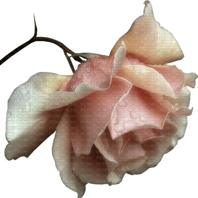 blomma-rosa-flower-pink - δωρεάν png