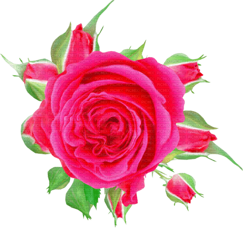 Roses.Pink - darmowe png