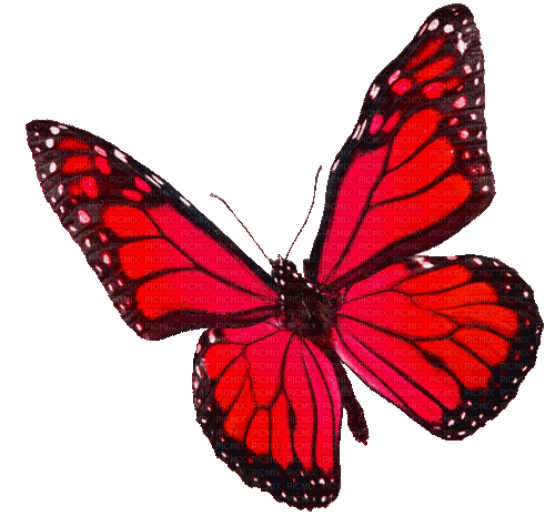 Animated.Butterfly.Red - By KittyKatLuv65 - GIF animé gratuit