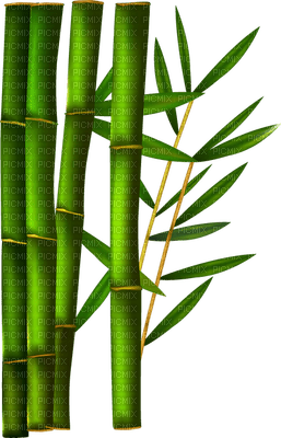 bamboo bp - PNG gratuit