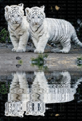 tigres - Gratis geanimeerde GIF