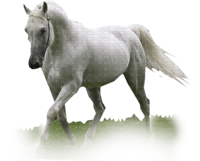 dulcineia8 cavalos - 免费PNG