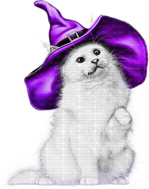 soave cat halloween witch deco black white purple - 無料png