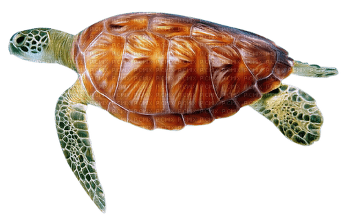 Animal, tortue - png gratuito