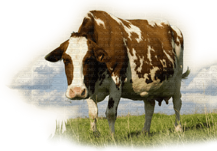 vache - png gratuito