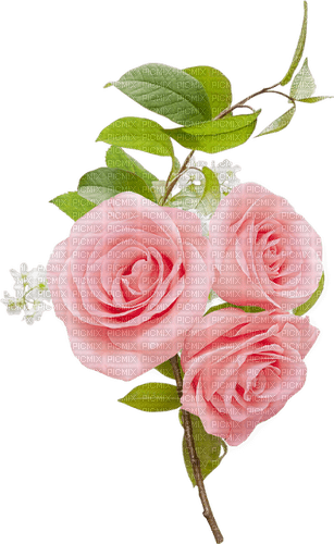 Roses.Pink - δωρεάν png