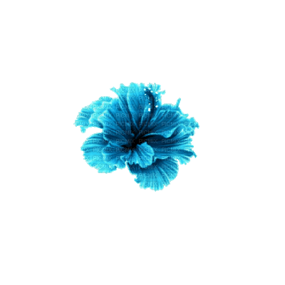 Экзотический цветок - Бесплатный анимированный гифка