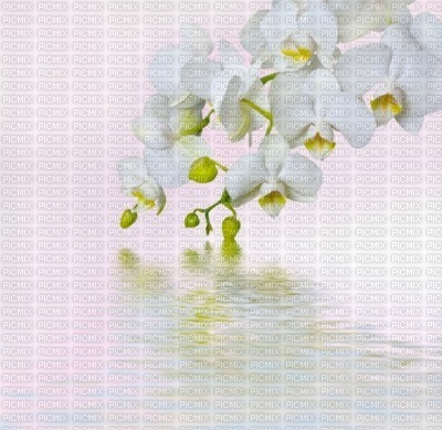 lotus - фрее пнг
