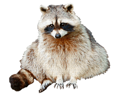 animaux - zdarma png