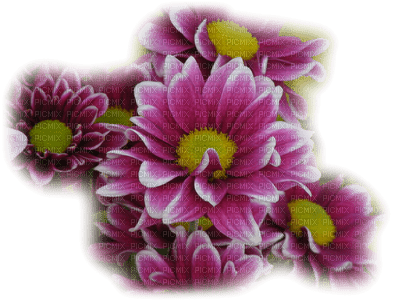 minou-flower-blomma-fiori-fleur - 免费PNG