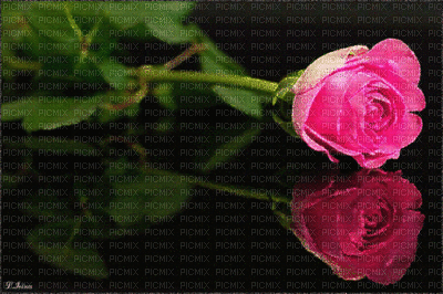 ani-bg-blomma-ros-födelsedag - Free animated GIF
