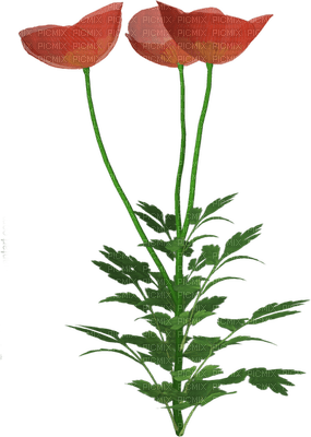 flowers katrin - безплатен png