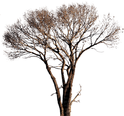 winter tree, sunshine3 - ilmainen png