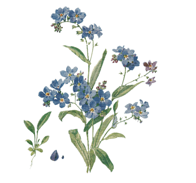 myosotis blue flowers vergissmeinnicht - png gratuito