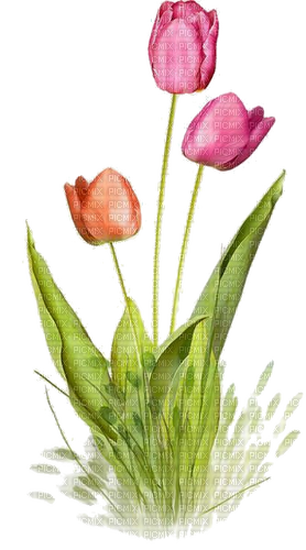 Tulpen, - безплатен png