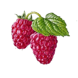 raspberries Bb2 - 免费PNG