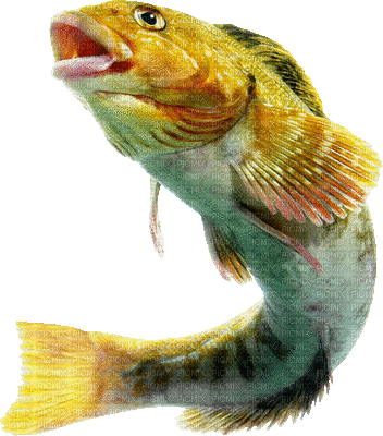 fish - Gratis animeret GIF