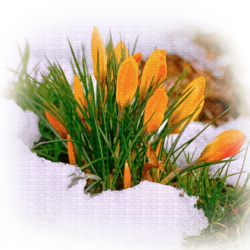 Y.A.M._Spring background - png gratuito
