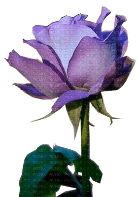 rose,flower,fleur - png grátis