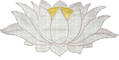 lotus flowers bp - GIF animado grátis