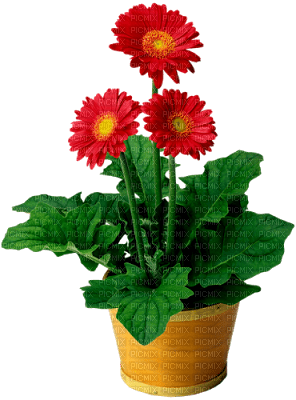 fleurs - 免费PNG