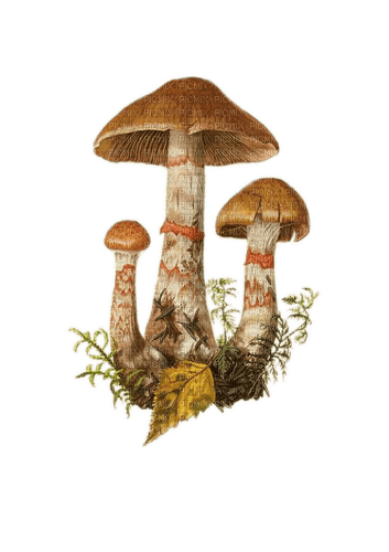 Pilze, Herbst - PNG gratuit