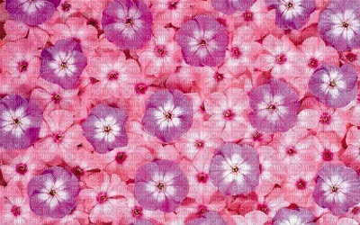 Kaz_Creations Backgrounds Background Flowers - 免费PNG