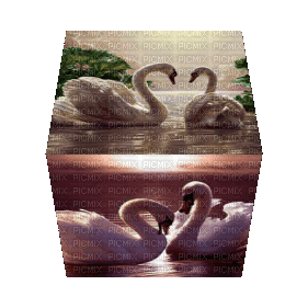 swans - Gratis animeret GIF