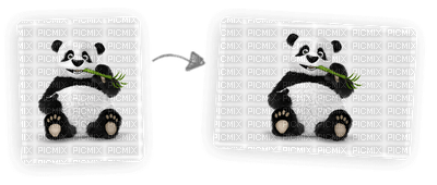 panda laurachan - nemokama png