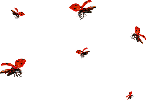 Ladybugs.Red.Black - gratis png