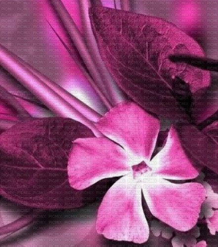 Hintergrund, Blume, Blätter, Pink - zadarmo png