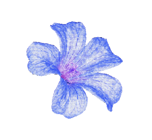 Цветок - 無料のアニメーション GIF