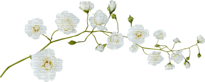 flowers-white-minou52 - zdarma png