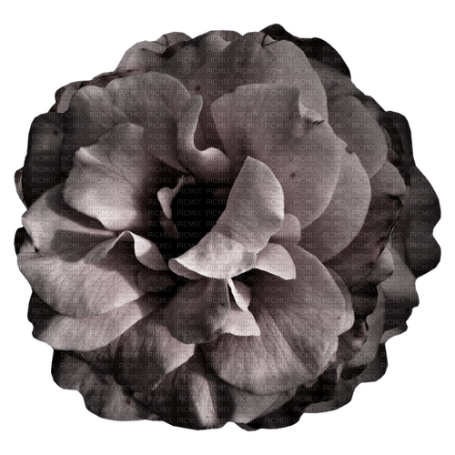 kikkapink deco black purple gothic flower - png gratuito