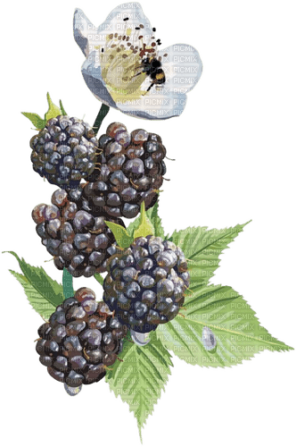 mulberries Bb2 - PNG gratuit