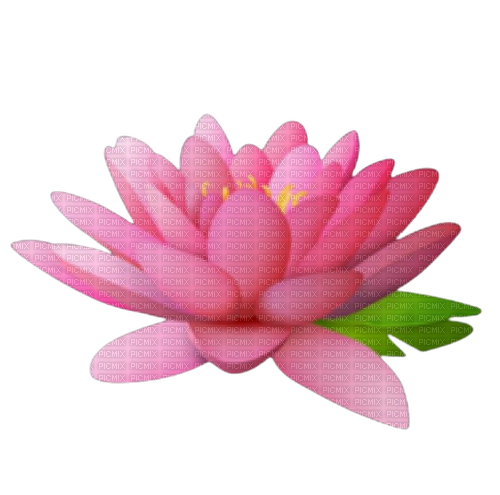 water lily - 免费PNG