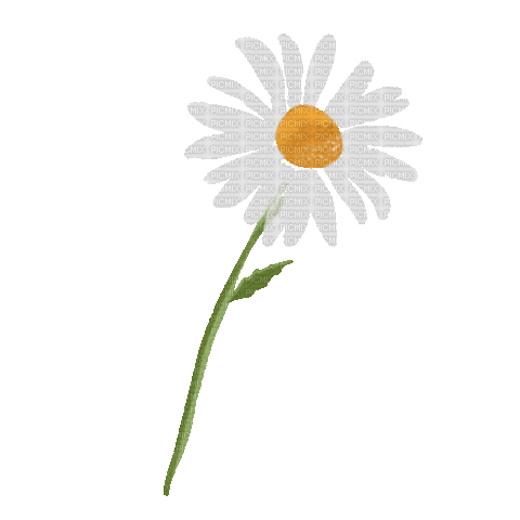 Daisy.Marguerite.Fleur.Flower.Victoriabea - Бесплатный анимированный гифка